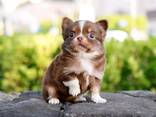 Teacup Frenchie, Shih Tzu, Pomsky, Maltese, Pomeranian, Chihuahua cachorros - foto 12