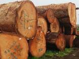 Wood Timber Paulownia Wood Timber with Factory Price - photo 5