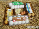 Transparent packaging for chicken and quail eggs for 6, 10, - photo 2