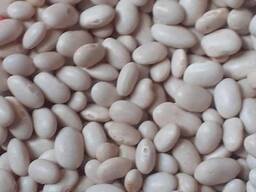 White kidney beans for sale whatsapp