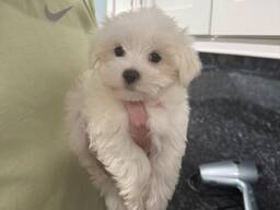 White Maltese puppy