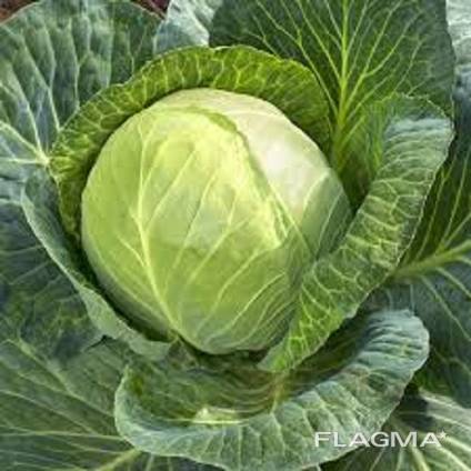 Wholesale fresh cabbage