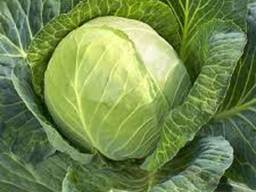 Wholesale fresh cabbage