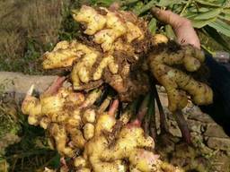 Wholesale organic fresh ginger