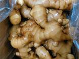 Wholesale organic fresh ginger - photo 3
