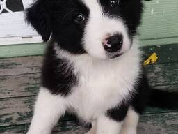 Working Bearded Collie - Health Tested Parents 