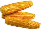 Yellow Corn, premium quality, best price - photo 1