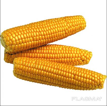 Yellow Corn, premium quality, best price