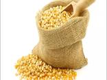 Yellow Corn, premium quality, best price - photo 2
